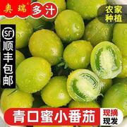 山东潍坊青口蜜小番茄，圣女果青色，绿色小番茄西红柿现