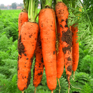 胡萝卜种子籽种红罗水果萝卜四季秋冬蔬菜种籽大全胡萝卜种孑种籽