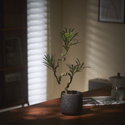 造型三株罗汉松桌面绿植，办公室室内盆栽中式客厅盆景植物净化空气