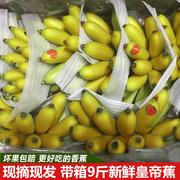 海南新鲜香蕉皇帝蕉小香蕉帝王蕉小米蕉banana香蕉芭蕉8斤