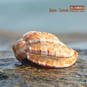 琵琶杨桃螺琴螺天然贝壳海螺卷贝鱼寄居蟹壳多肉花盆鱼缸造景装饰