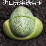 绿帝玉元宝生石花多肉植物盆栽，新手好养番杏科肉肉可爱萌物办公室