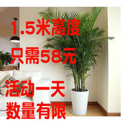 大型散尾葵凤尾竹富贵椰子盆栽室内客厅花卉植物盆景网红  吸甲醛