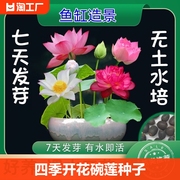 四季开花碗莲种子水培植物花卉，室内水养藕苗荷花，睡莲盆栽客厅室外