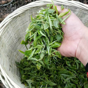 云南普洱茶 生茶散茶老树茶 原生态私房农家茶22年春茶 300克