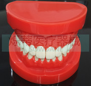 牙科牙模型红色标准牙齿，模型红口白牙模型齿科教学展示