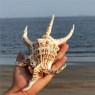 螺贝艺六角螺天然海螺贝壳家居装饰品鱼缸水族造景礼物摆件