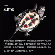 龟活物黄龟花龟水体巴西v龟地图鳄龟墨龟火焰草耳深活西锦