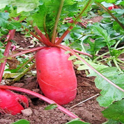 大红萝卜种子500 雌性红皮白心大萝卜种籽 蔬菜四季播穿心红
