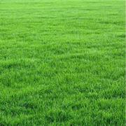 美国四季青草坪种子高羊茅草籽草种耐寒耐践踏工程绿化护坡