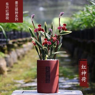 红神荷兰花东方兰花苗墨兰，苗金边名贵荷瓣红花盆栽植物室内四季兰