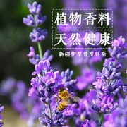 薰衣草干花束客厅家居装饰天然风干花束，真花香薰网红插花