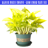 大叶黄金葛绿萝金叶盆栽除甲醛，净化空气水培，室内植物可长藤