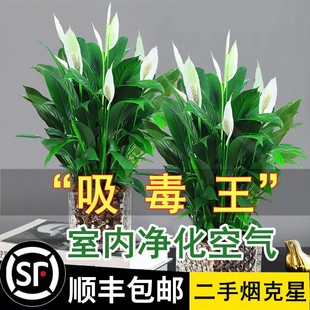 白掌盆栽一帆风顺绿萝箩花卉植物，室内花水培红掌，绿植发财树吸甲醛