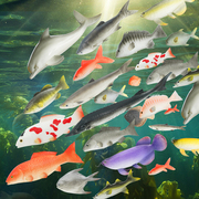 仿真鱼模型红灰鲤鱼鲫鱼，金鱼秋鱼多宝鱼模型，海洋动物认知教具
