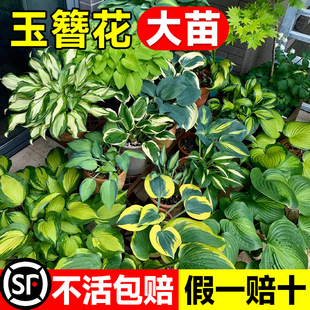 玉簪花盆栽大苗花卉绿植物室内花好养玉簪花苗多年生庭院地栽耐阴