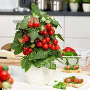 矮生盆栽番茄种子室内四季阳台种植西红柿樱桃圣女果苗水果小番茄
