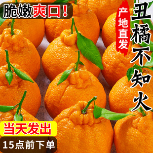 四川不知火丑橘应季水果当季新鲜整箱橘子丑八怪丑柑粑粑金桔耙耙