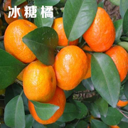 盆栽橘子树苗桔子苗南方北方适合观赏四季橘小金桔砂糖橘桔子树苗
