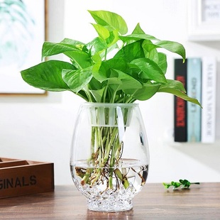 创意简约透明玻璃花瓶水培，绿萝植物鲜花插花瓶，客厅摆件器皿鱼缸