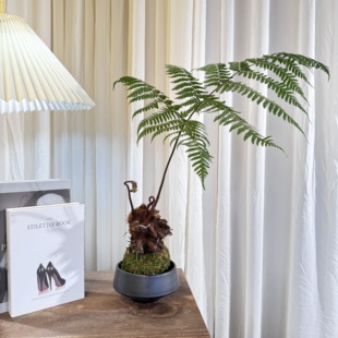 苔藓球花盆景，室内茶桌办公桌绿植摆件禅意，中式小盆栽植物