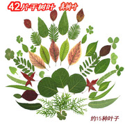 天然干树叶真树叶标本，干燥花diy手工，装饰材料压花儿童自然美术课