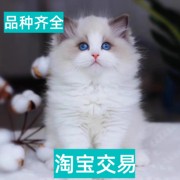 抚州海蓝双布偶猫金吉拉加菲猫幼猫纯种银点纯白长毛宠物猫咪活物