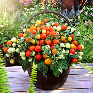 樱桃番茄种子圣女果小番茄盆栽西红柿蔬菜水果花，种子四季易活种籽