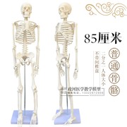 骨架模型45cm85cm人体骨骼，模型全身脊椎骨骼，p脊柱模型骨骼标本包