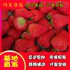 丹东99草莓新鲜草莓红颜九九，草莓奶油牛奶，东港大草莓孕妇水果助农