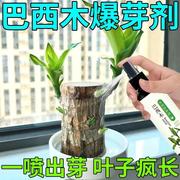 免稀释巴西木专用营养液家用花卉盆栽植物液体肥室内花肥料幸运木