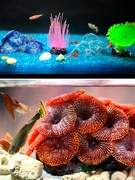 爱悦宝 尼罗河珊瑚鱼缸造景装饰假珊瑚 树脂珊瑚 装饰品水族装饰