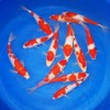 纯种日本红白锦鲤鱼除偏远区满19元包活小鱼苗活体鱼冷水观赏