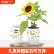 向日葵儿童种植杯太阳花波斯菊盆栽，迷你植物发芽生长观察diy创意