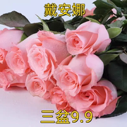 戴安娜月季玫瑰苗切花，四季粉色多头淡香庭院，阳台盆栽花卉月季