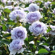 霁色灌木月季玫瑰花苗蓝紫色耐热浓香庭院阳台植物
