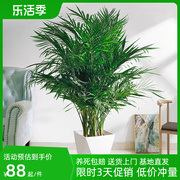 富贵椰子盆栽大型绿植散尾葵室内客厅办公室吸甲醛净化空气植物