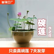 碗莲种子四季无土水培植物，睡莲荷花室内盆栽绿植花卉客厅阳台庭院