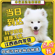纯种熊版萨摩耶雪橇犬，幼犬纯白色幼犬宠物狗狗，萨摩耶微笑天使训练