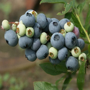 蓝莓果树苗庭院地栽盆栽，蓝莓苗半高丛蓝莓北陆，抗寒能力强当年结果