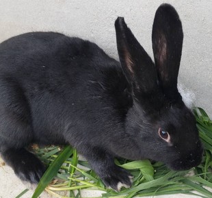 家养灰色肉兔活物，新西兰白色成年种兔，苗可繁殖巨型兔子活体