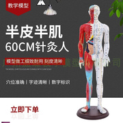 半皮半肌肉解剖60CMs人体穴位模型反射区经络按摩男女超清晰针