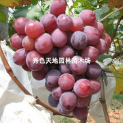 红旗特早玫瑰葡萄种葡萄，树苗巨大粒葡萄苗南北方种植当年结果