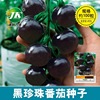 黑珍珠番茄种子高产黑色西红柿圣女果种籽阳台盆栽水果种孑易种