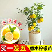 正宗香水柠檬树苗嫁接台湾果苗，南方当年结果，盆栽地栽四季无籽扦插