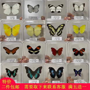 晓红书晓晓真蝴蝶标本拍照摄影道具科普教学小摆件真蝴蝶标本