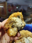 野生猴菇 干猴头菇鲜猴头菇 250克净