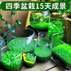 生态玻璃鱼缸水草种子桌面植物，造景草盆客厅，家用装饰水培真草套餐