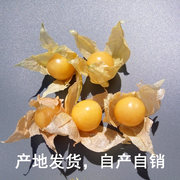 东北甜菇娘果水果新鲜黄姑娘果灯笼果黄菇茑鸟1斤菇鸟