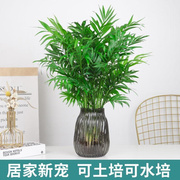 水培植物袖珍椰子盆栽凤尾竹富贵椰子绿植客厅办公室桌面好养绿植